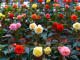 �Ȃ΂Ȃ̗��i�޺Ʊ����Ȱ���)-4