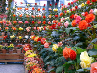 �Ȃ΂Ȃ̗��i�޺Ʊ����Ȱ���)-3