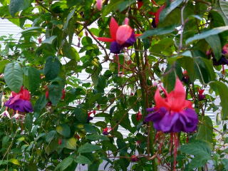 �Ȃ΂Ȃ̗��i�޺Ʊ����Ȱ���)-10