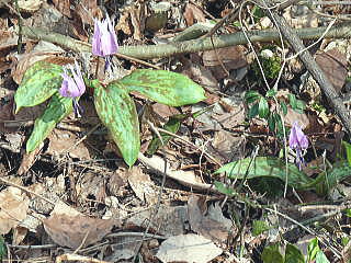 �J�^�N���̉�-1