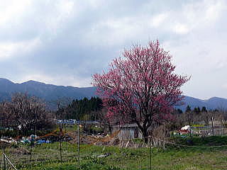 �J�^�N���̉�-5