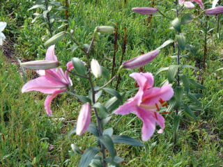 ���َR���-6