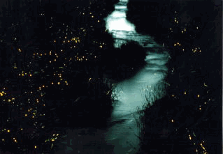 �G�ߌ���-2